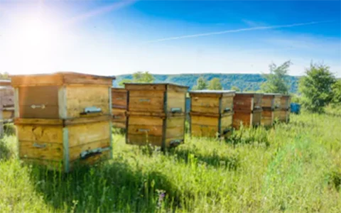Apiary wooden beehive