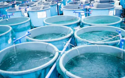 Aquaculture tanks