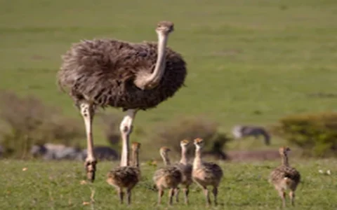 South African Ostrich