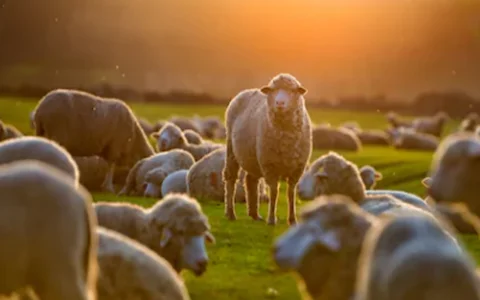 Australian White Sheep