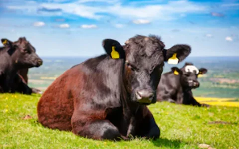 Wagyu and Angus Cattle