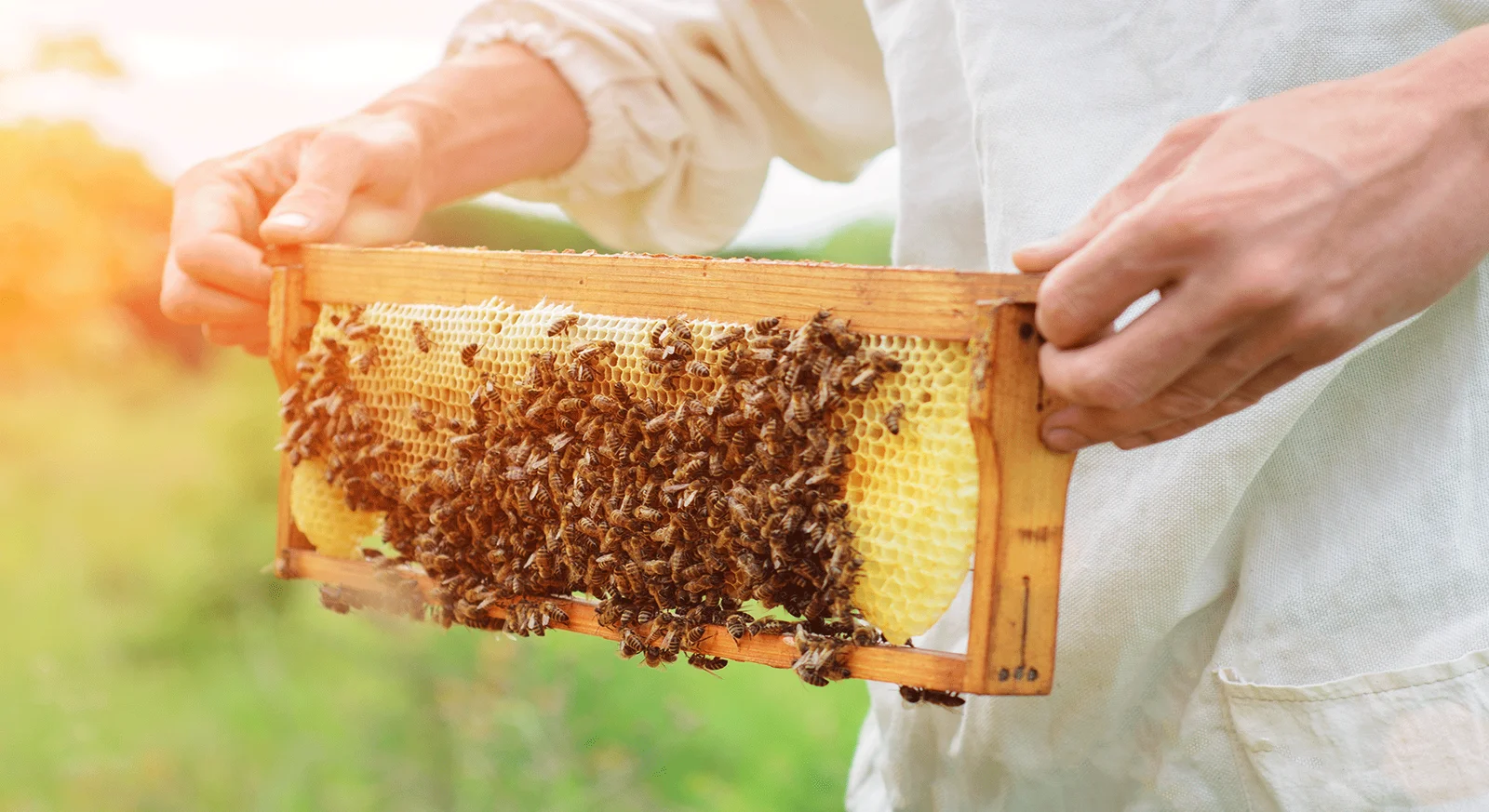 Apiary Header