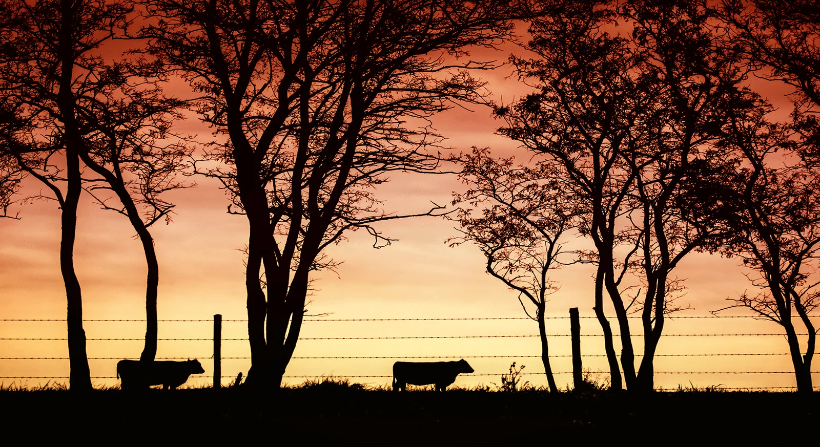 Farm Header